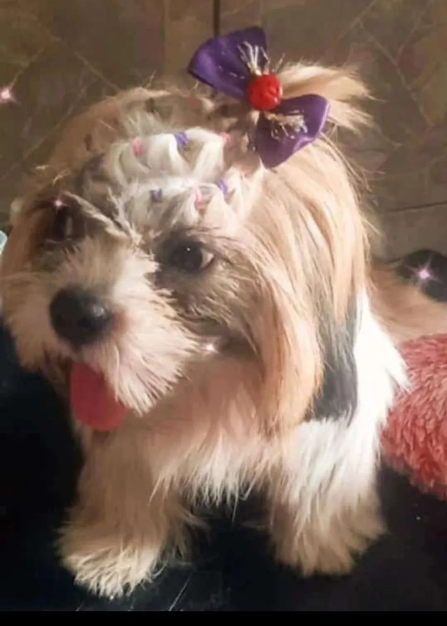 Shih Tzu fêmea 