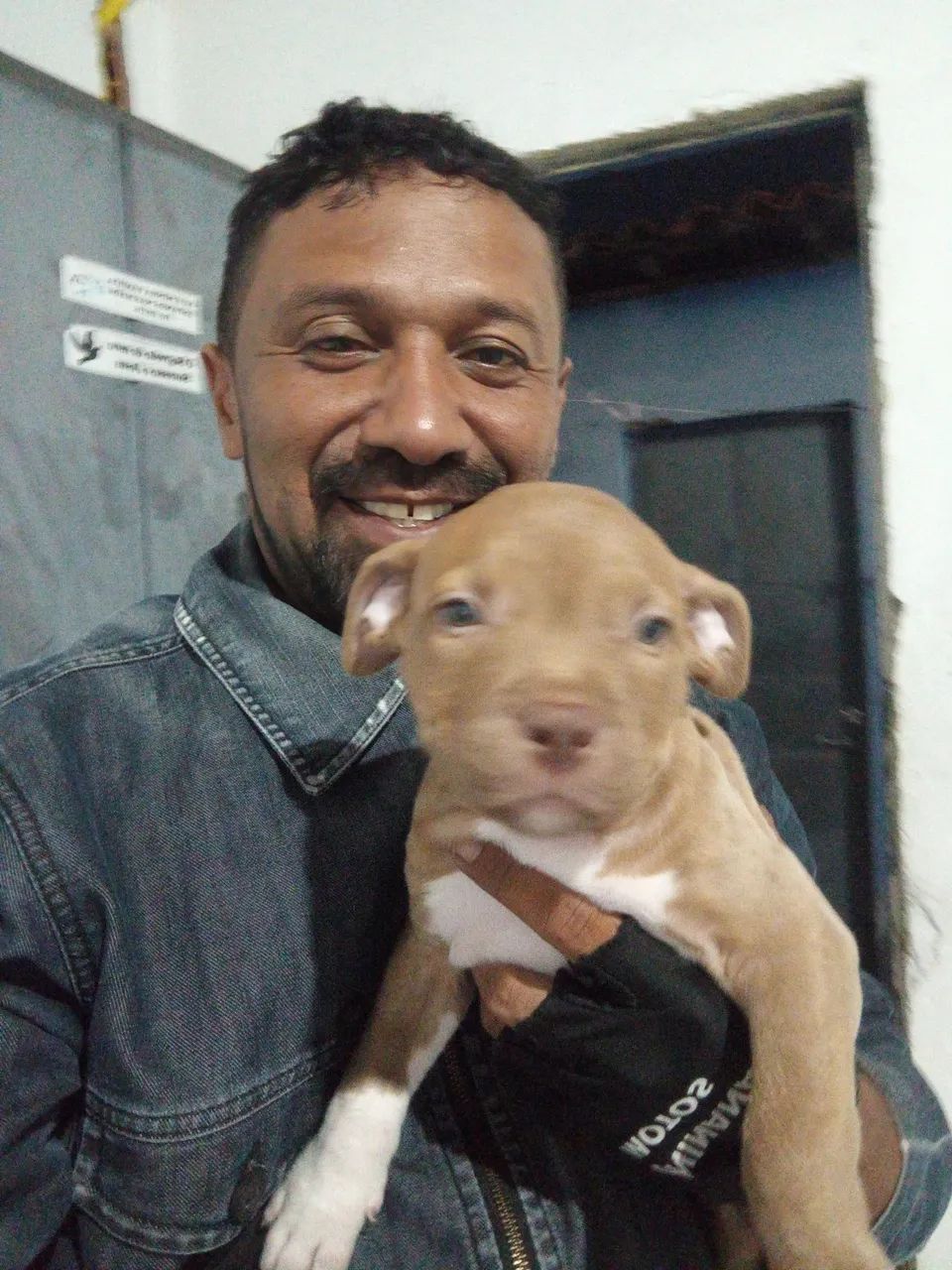 Filhote de Pitbull Monster por 750 pra vender logo Cachorros