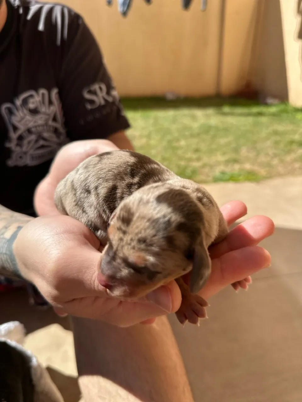 Filhote de Dachshund Arlequim