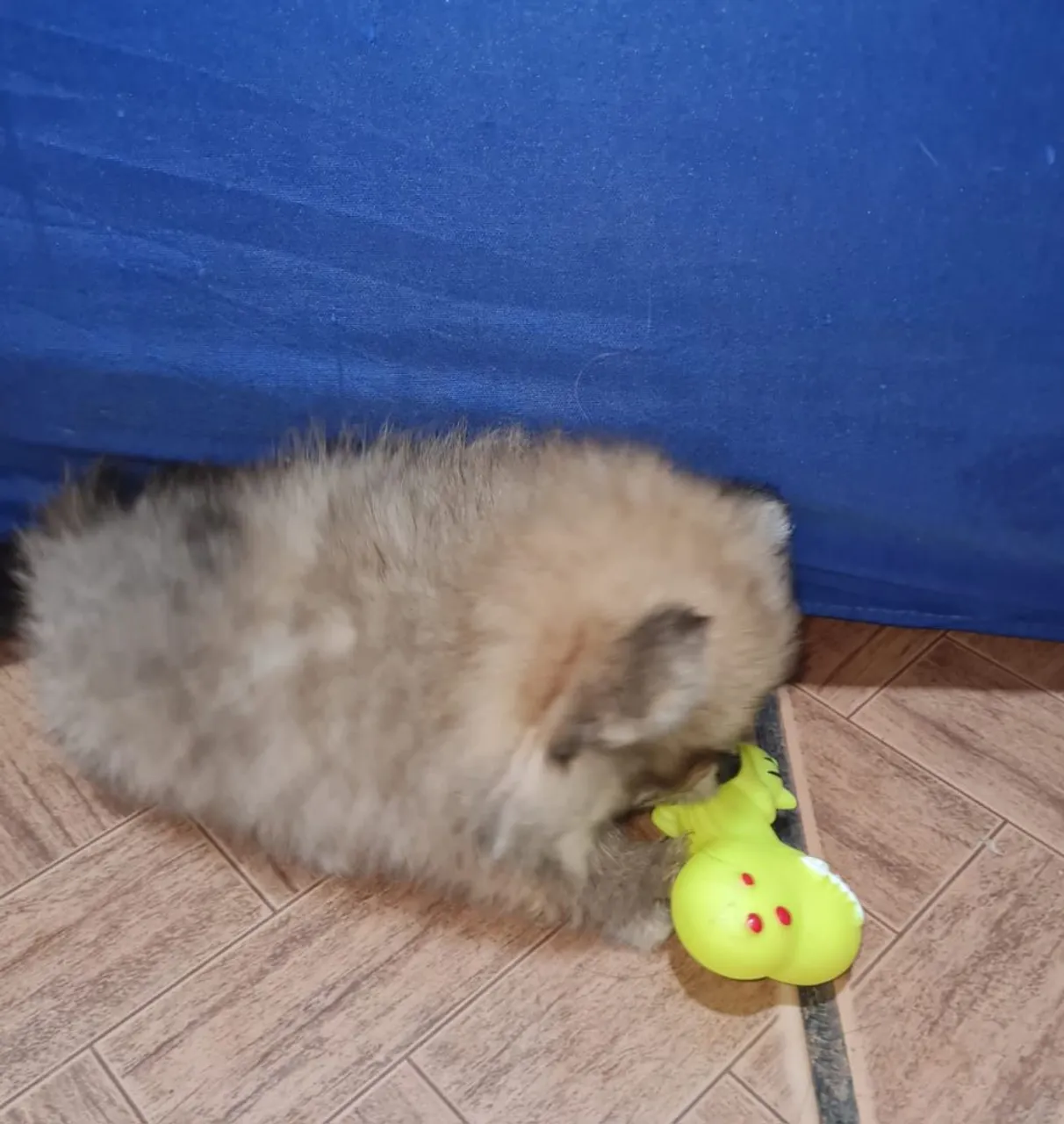 Filhote de lulu da pomerânia anão fofo e brincalhão!