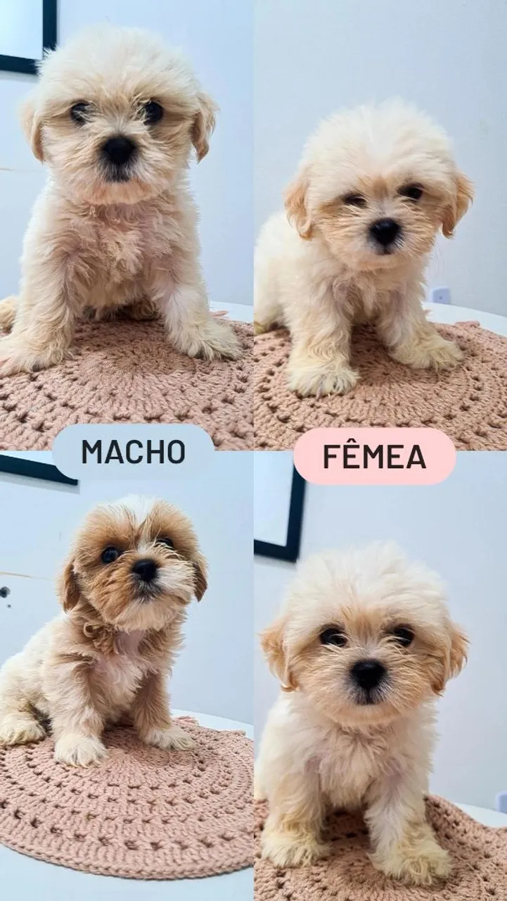 Filhotes Shih Tzu Lindos e Saudáveis!
