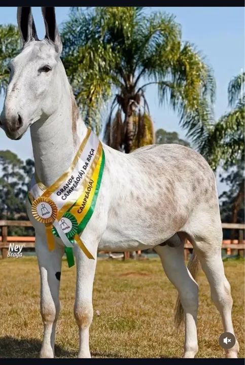 Égua Mangalarga Marcha - Picada - Foto 6