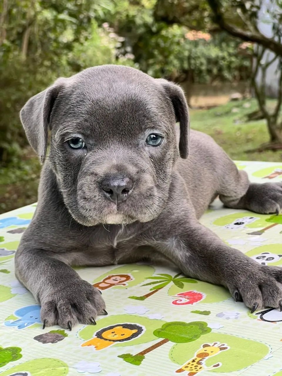 Filhotes Pitbull com Vacina V10 Importada vermifugados temos loja física e parcelamos