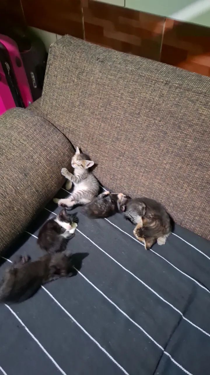 Gatinho fofinho para adoção - Foto 3