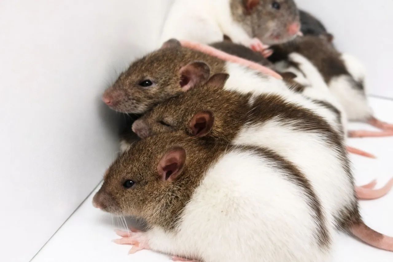 Filhotes de Rato Twister - Entrega a domicílio - Foto 3