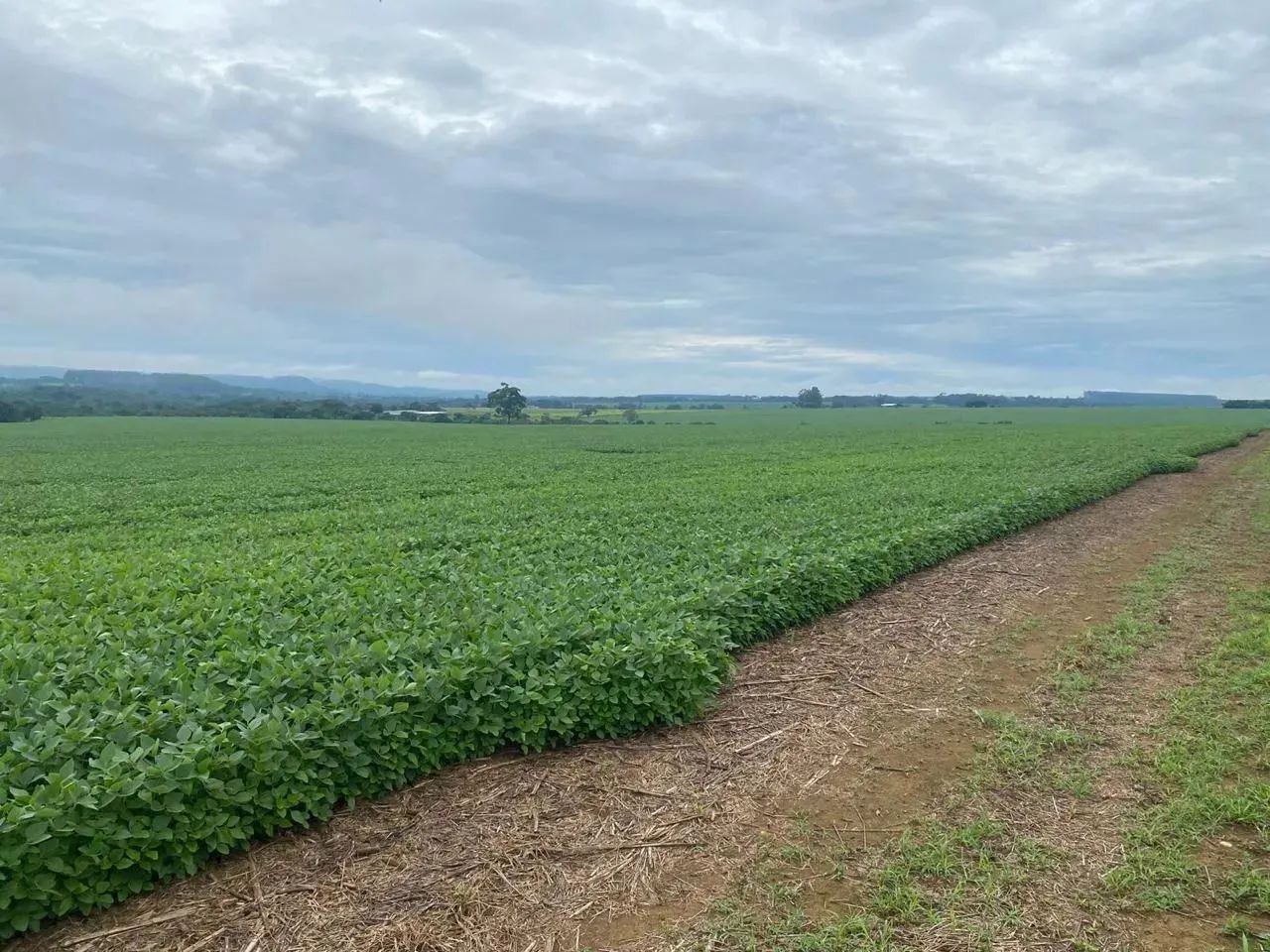Fazenda dupla aptidão 34 alqueires,Itaberaí