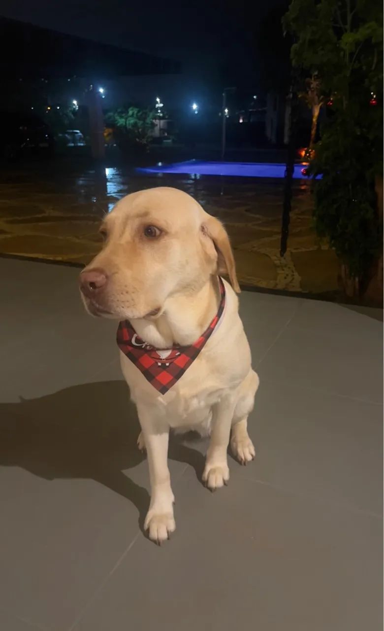 Labradora procura namorado 