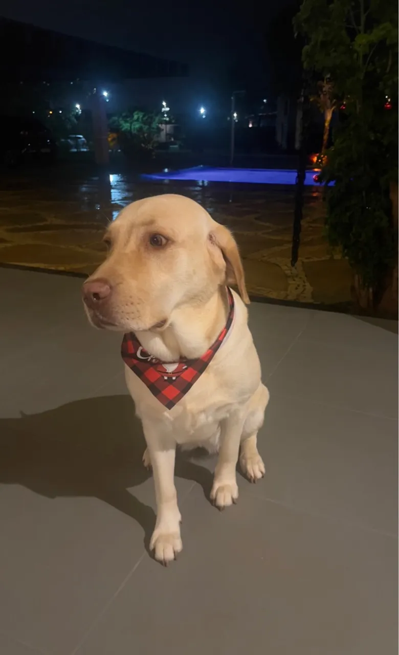 Labradora procura namorado 