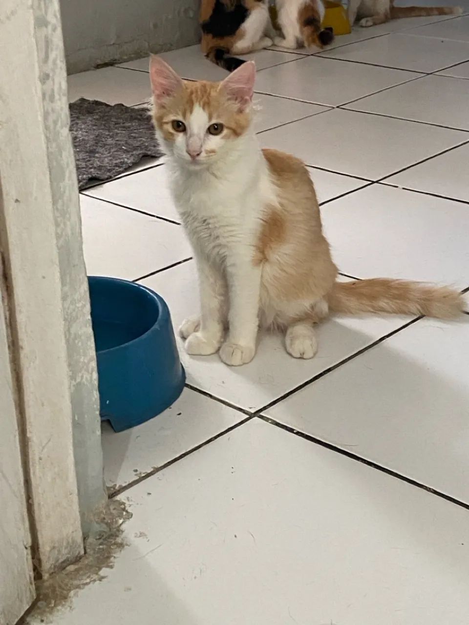 Doação urgente de filhotinhos de gato ( filhotes da minha gata) - Foto 2
