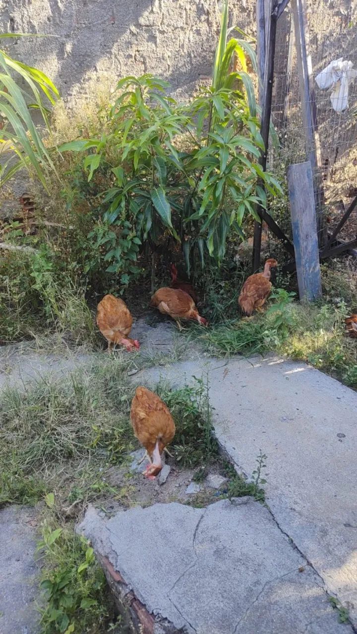 Galinha e ovos de capoeira - Foto 6