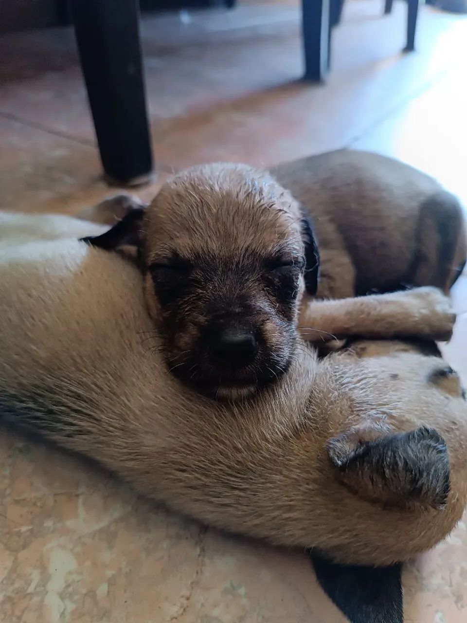 filhotes caramelo ,cachorro para adoção