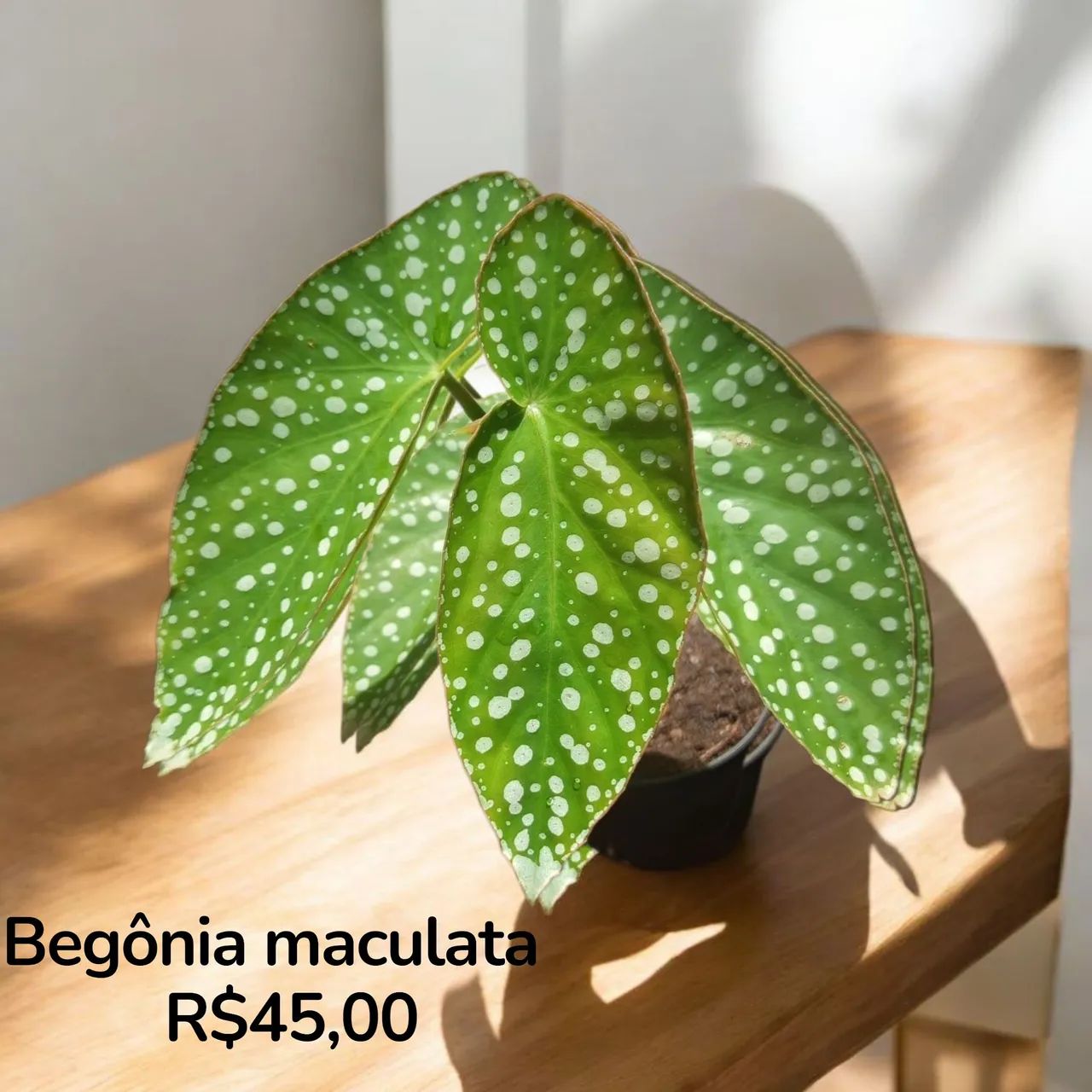 Begônia maculata