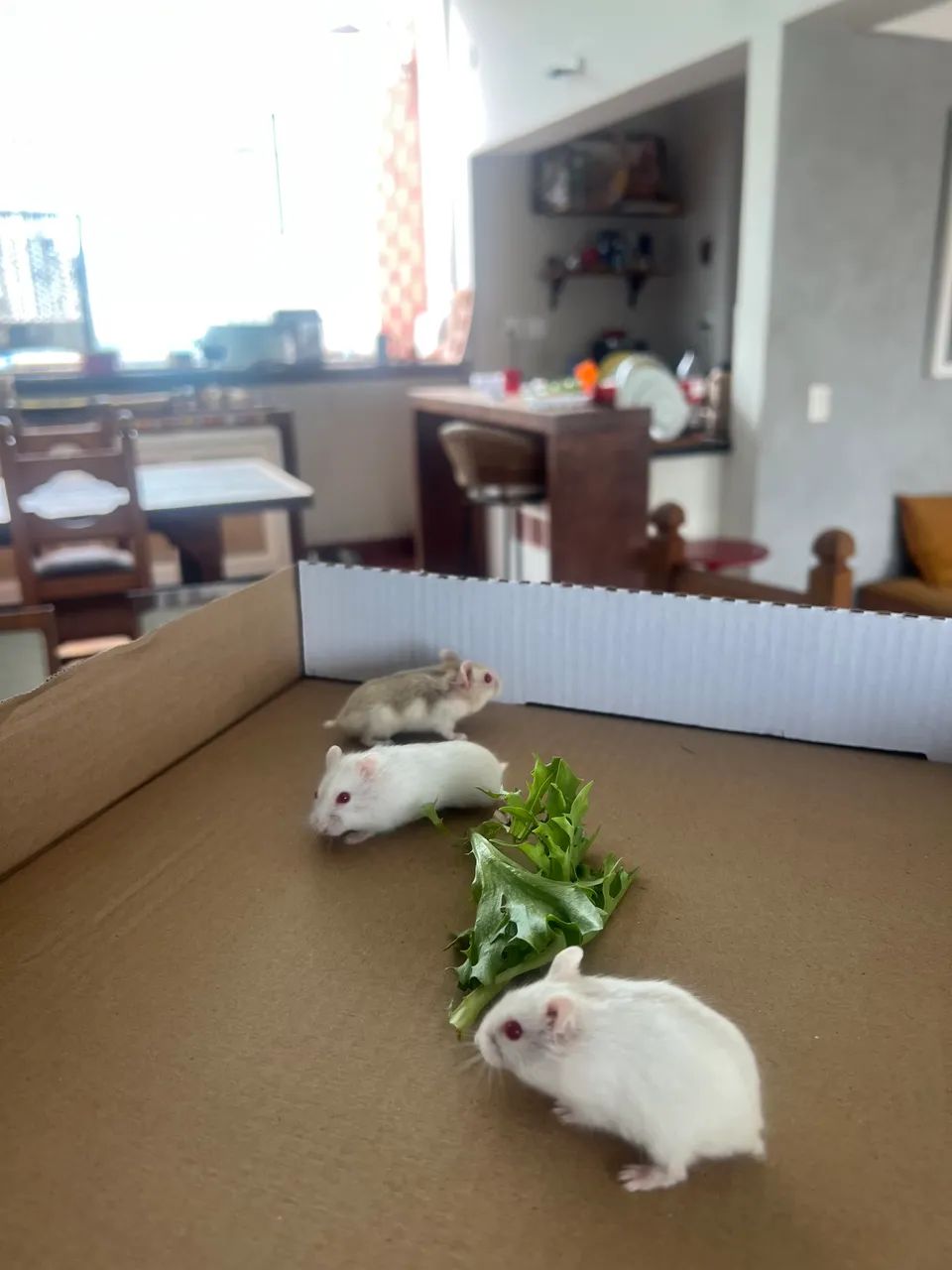 Hamster anao russo - olhos vermelhos