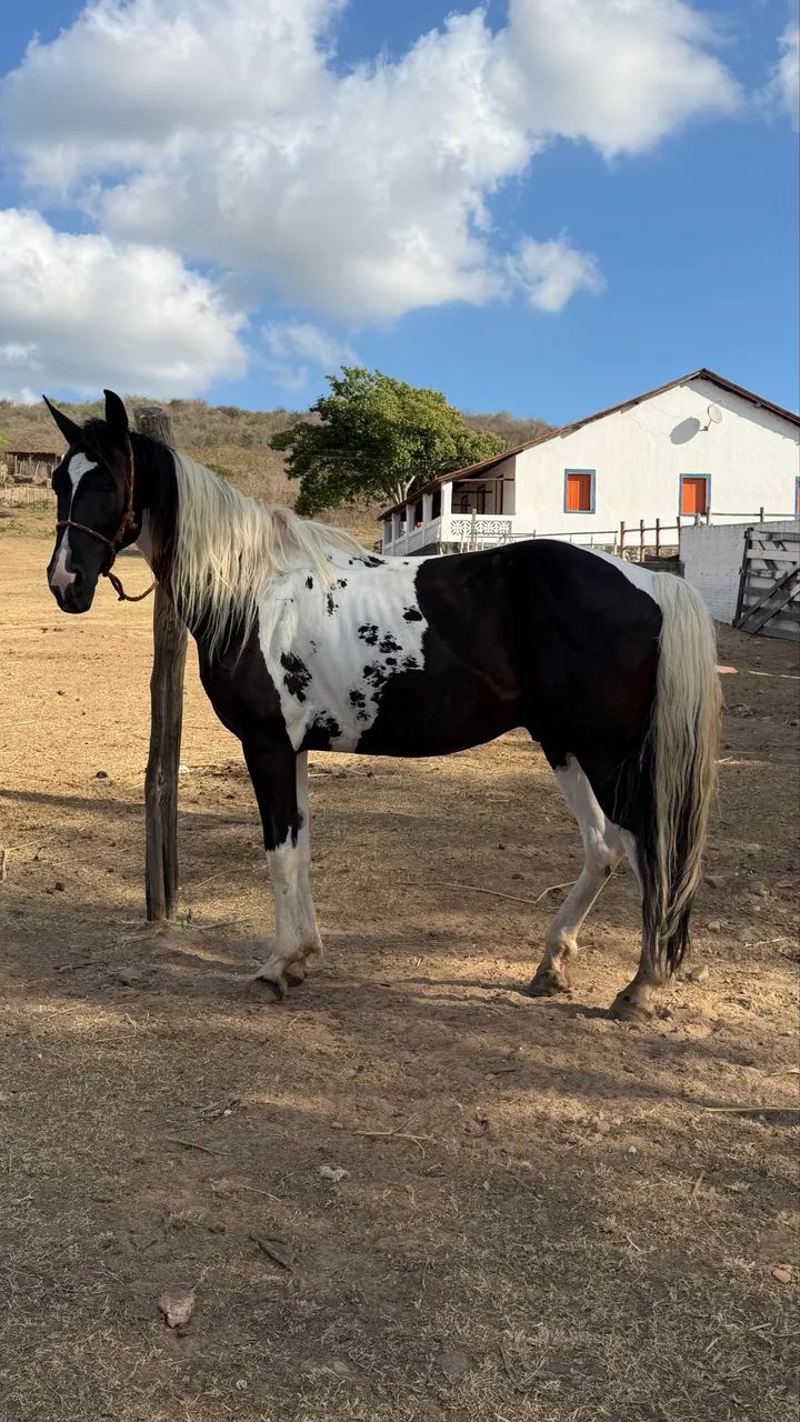 Cavalo Mangalarga 