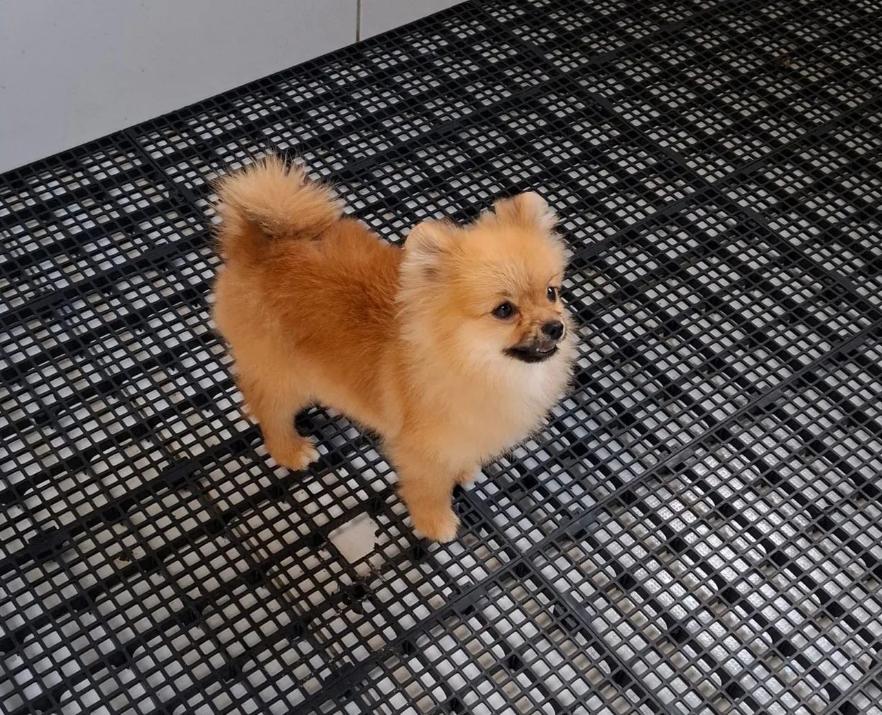 Spitz Alemão anão macho Disponível  - Foto 2