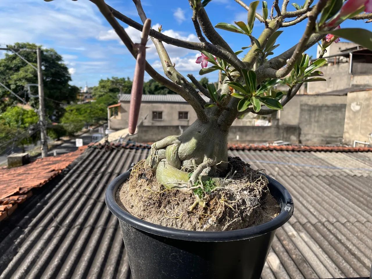 Rosa do deserto - Foto 4