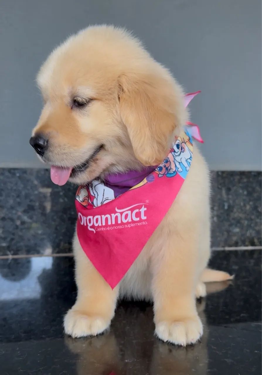 Filhote Golden Retriever - Puro Sangue - Foto 3