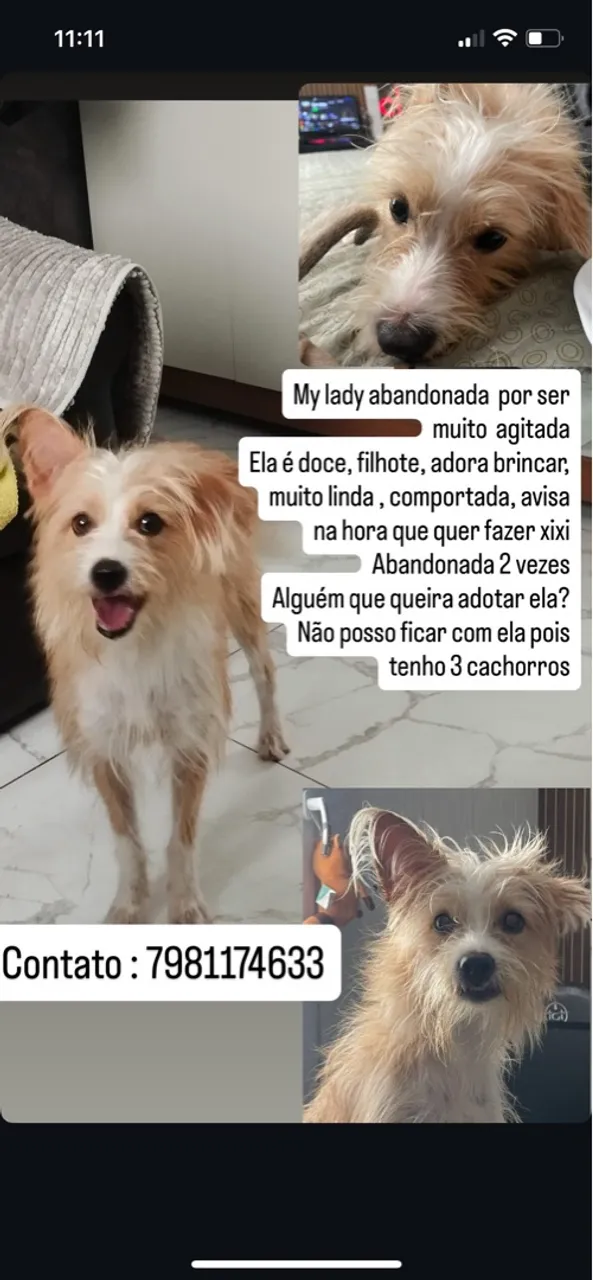 Cachorra para Adoção - Lady