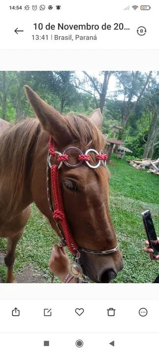 Vendo cela para cavalo de couro só não tem o forro  o resto vai tudo - Foto 5