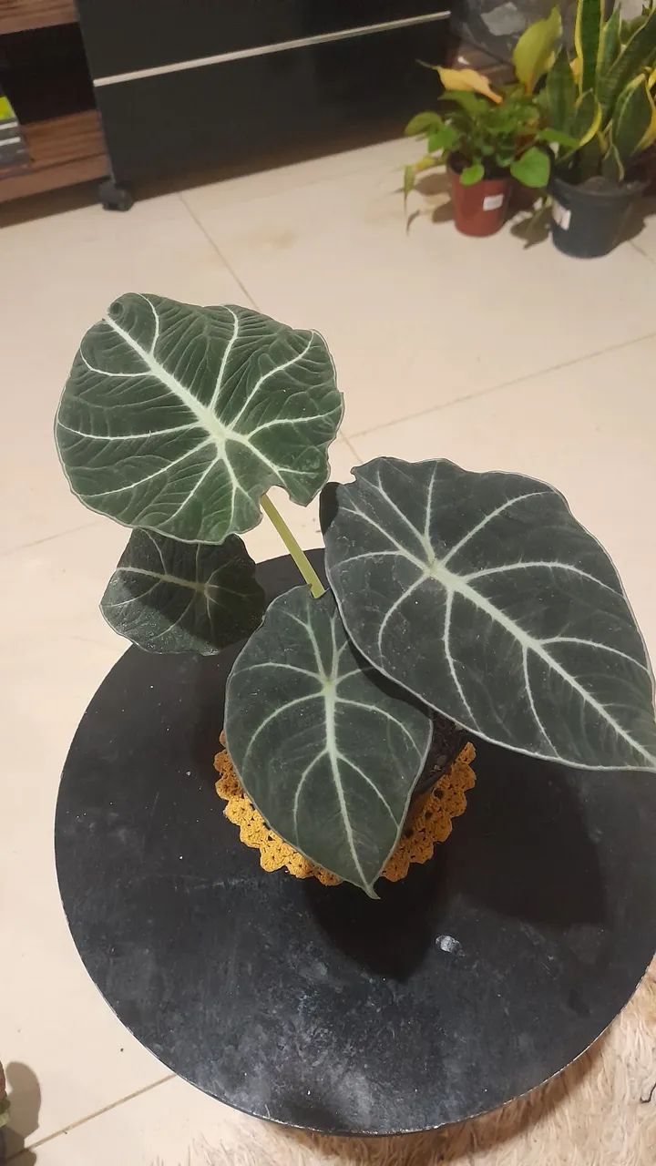 Planta Alocasia Black Velvet para colecionadores residências lojas escritórios  - Foto 4