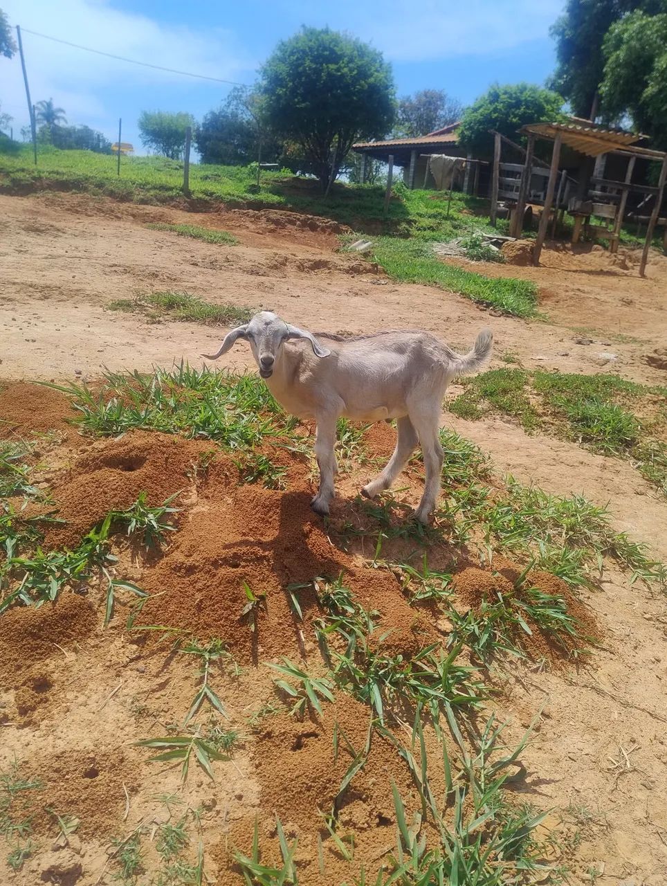 Cabritos 64606908390402120