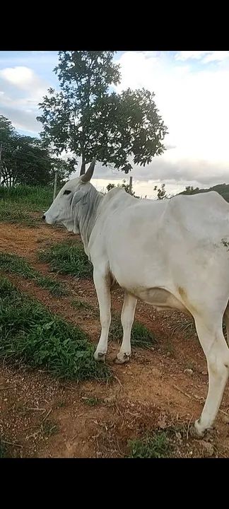 Vende -se Garrote nelore e  vaca  - Foto 4