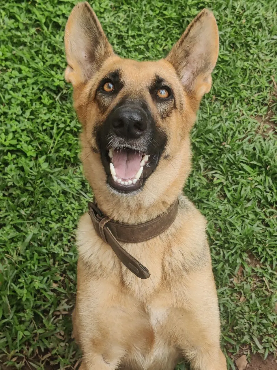 Encontra-se Namorado pra Pastor Alemão Fêmea!