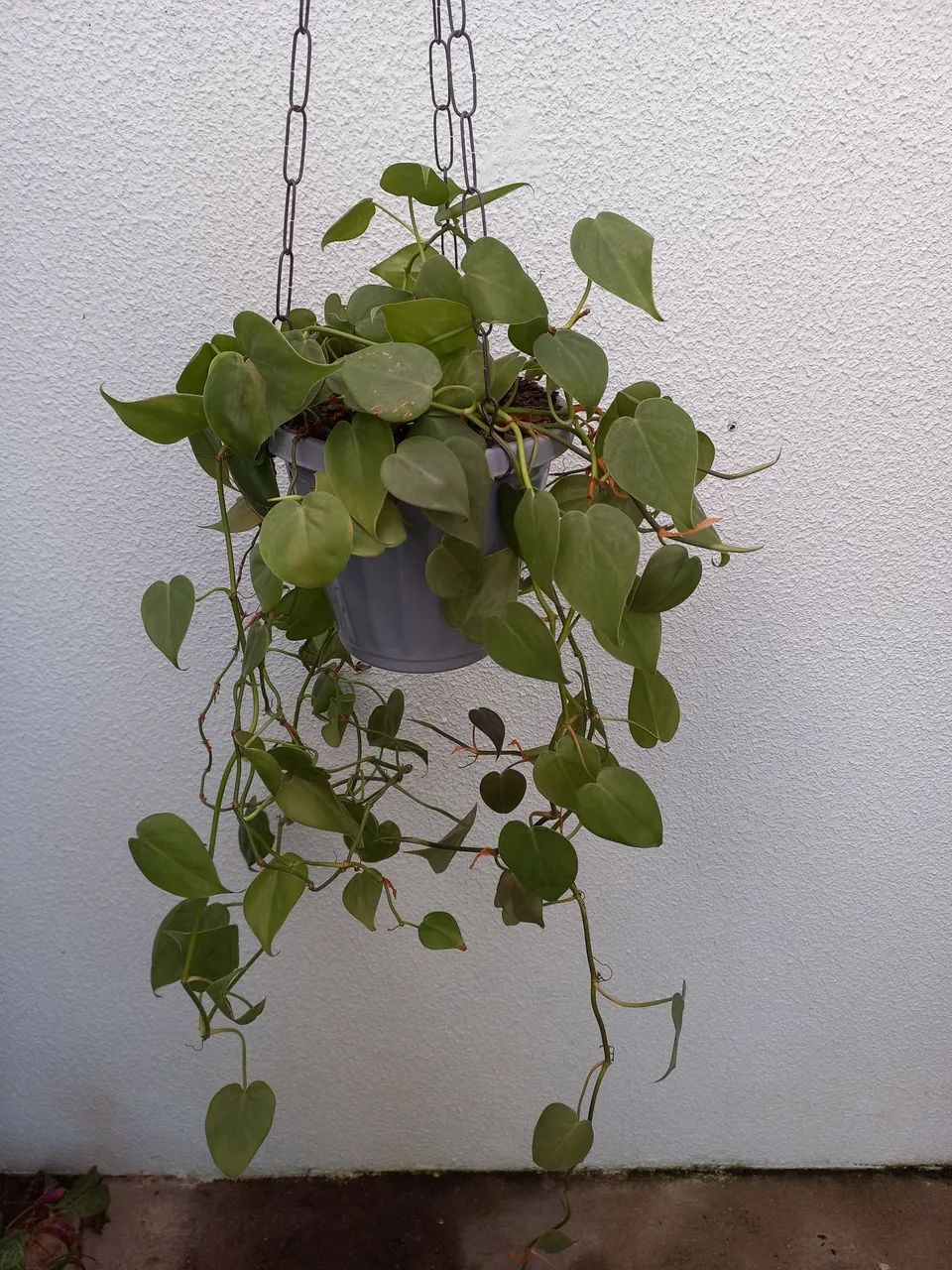 No precinho  - Foto 5