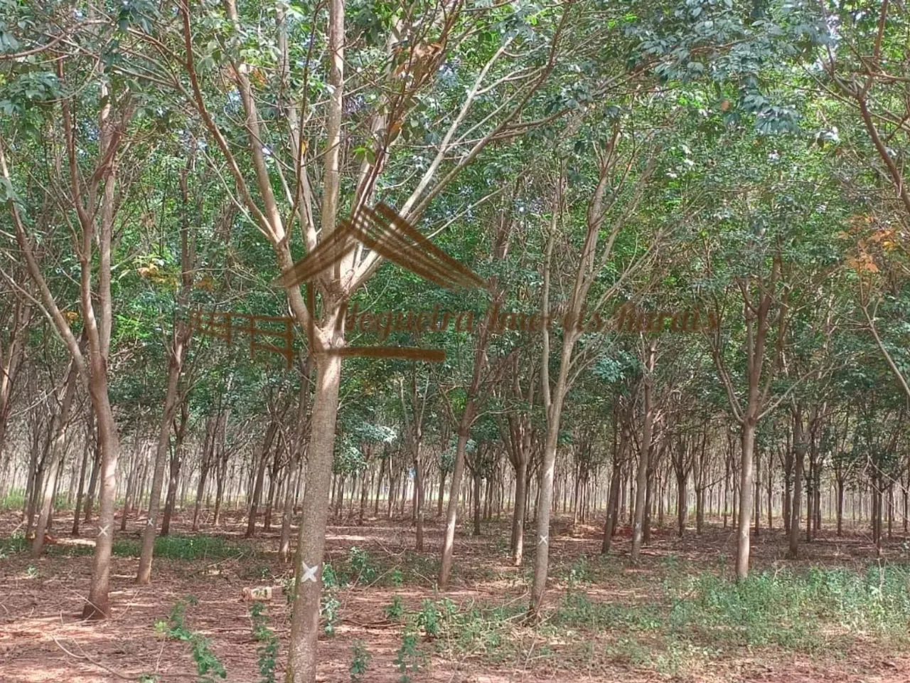 Fazenda à venda com 49 hectares em Cassilândia-MS