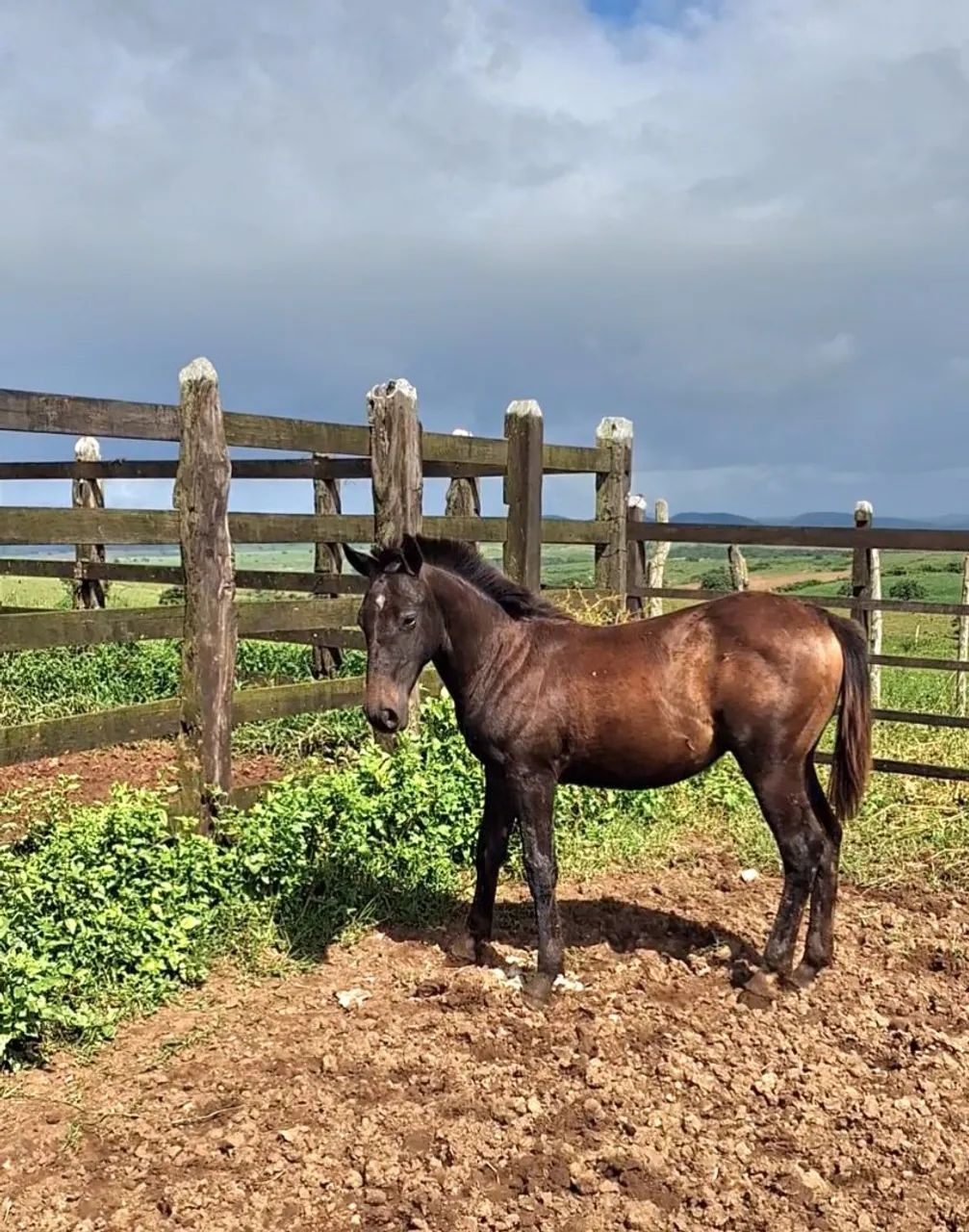 Potro Quarto de Milha  - Foto 3