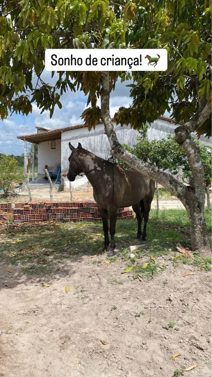 Égua mestiça de QM