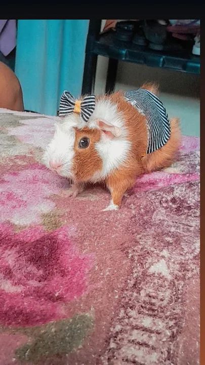 Porquinho da india de 5 meses - Foto 2