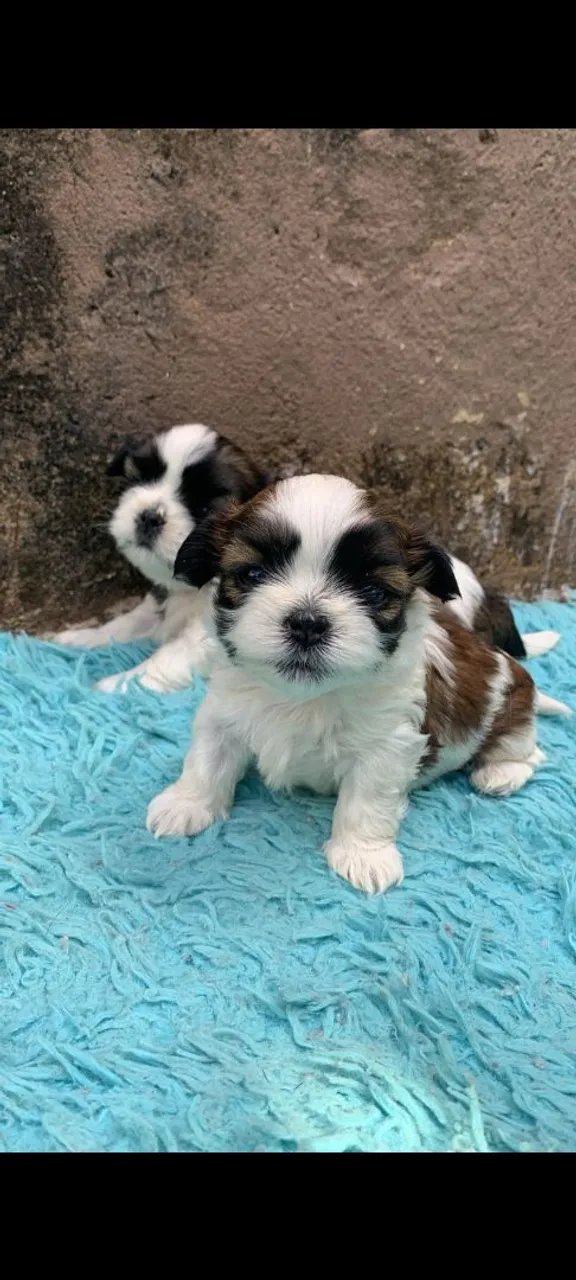 Filhotes de Shih Tzu Mini Em Anápolis