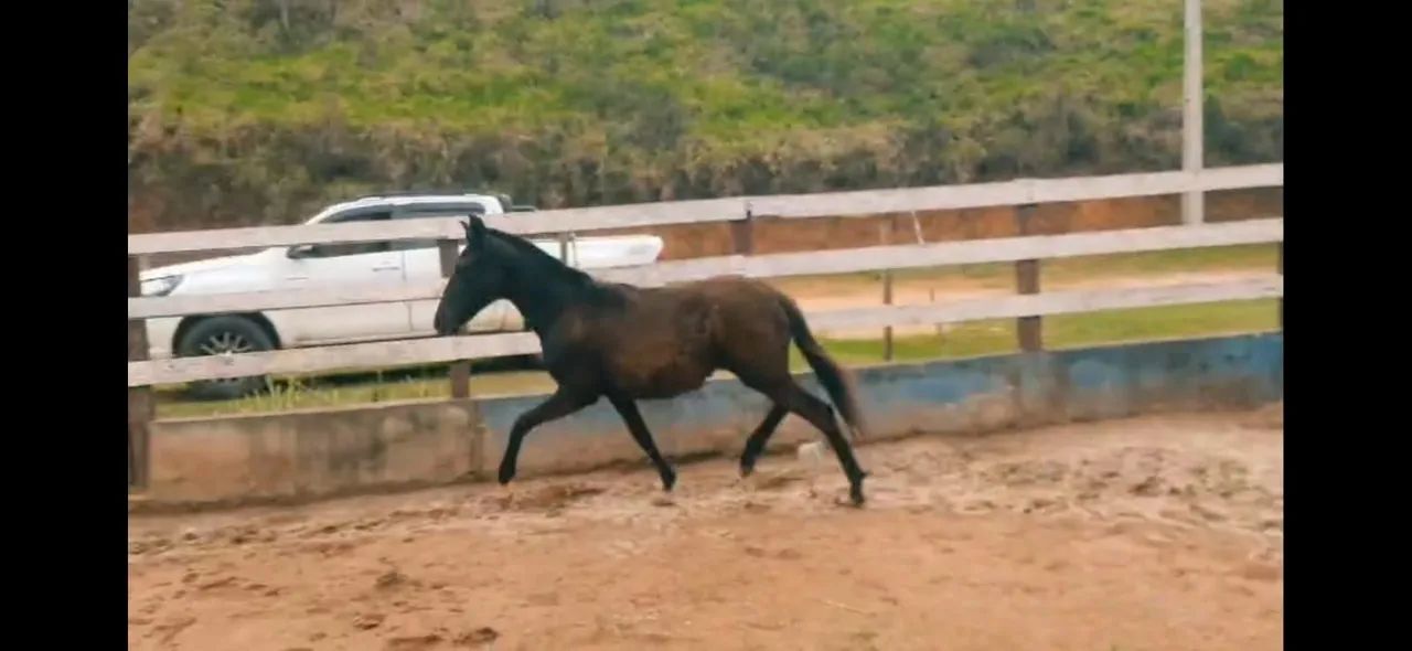 Potra preta das mais lindas 7 meses, 30 parcelas R$ 200,00 no carnê - Foto 3
