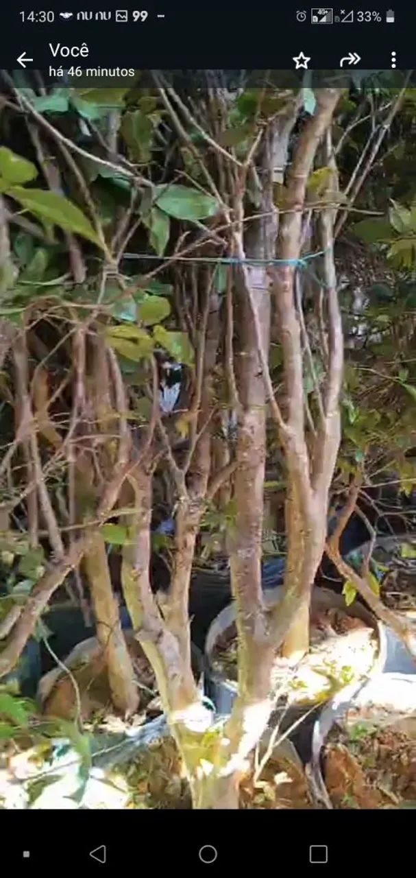 Jabuticabas Hibridas e Sabará - Foto 5