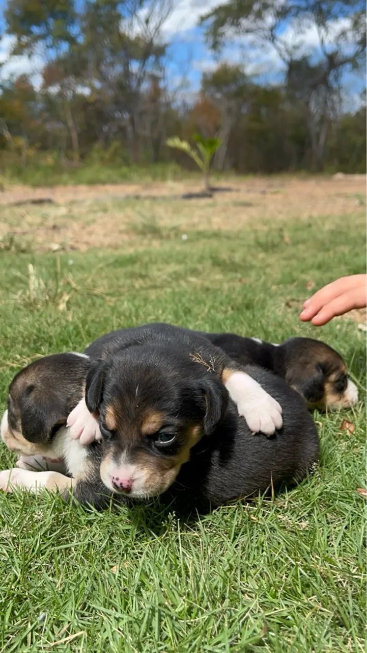 Beagle Mini Fêmeas  - Foto 3