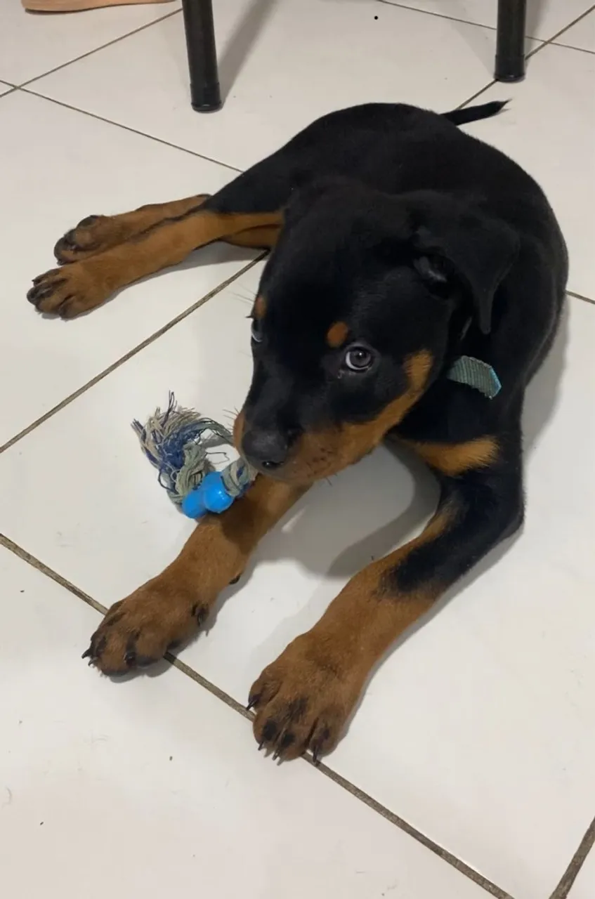 Filhote de Rottweiler com 60 dias