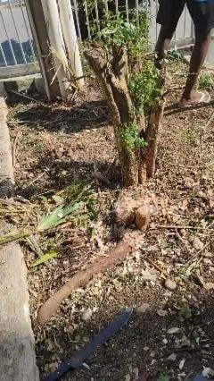 Jardim ART  - Foto 5