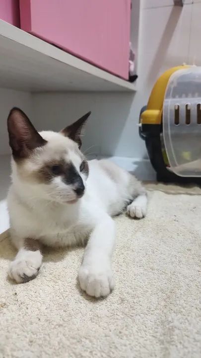 Gatinho Siamês disponível para adoção