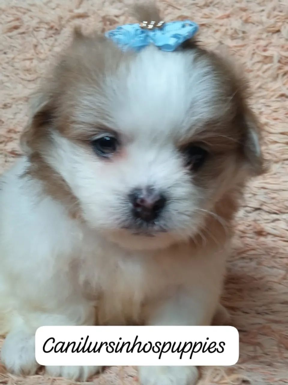 seu sonhado bebe de lhasa apso garanta hoje seu  - Foto 3