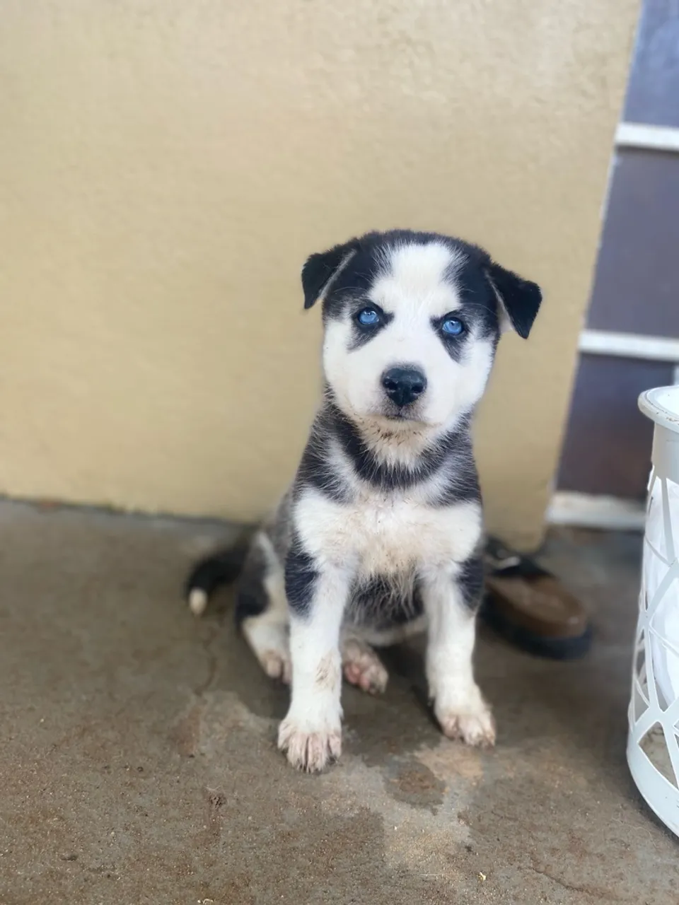Filhote de Husky Siberiano