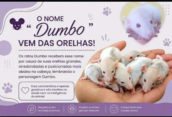 Ratos twister Dumbo  - Foto 2