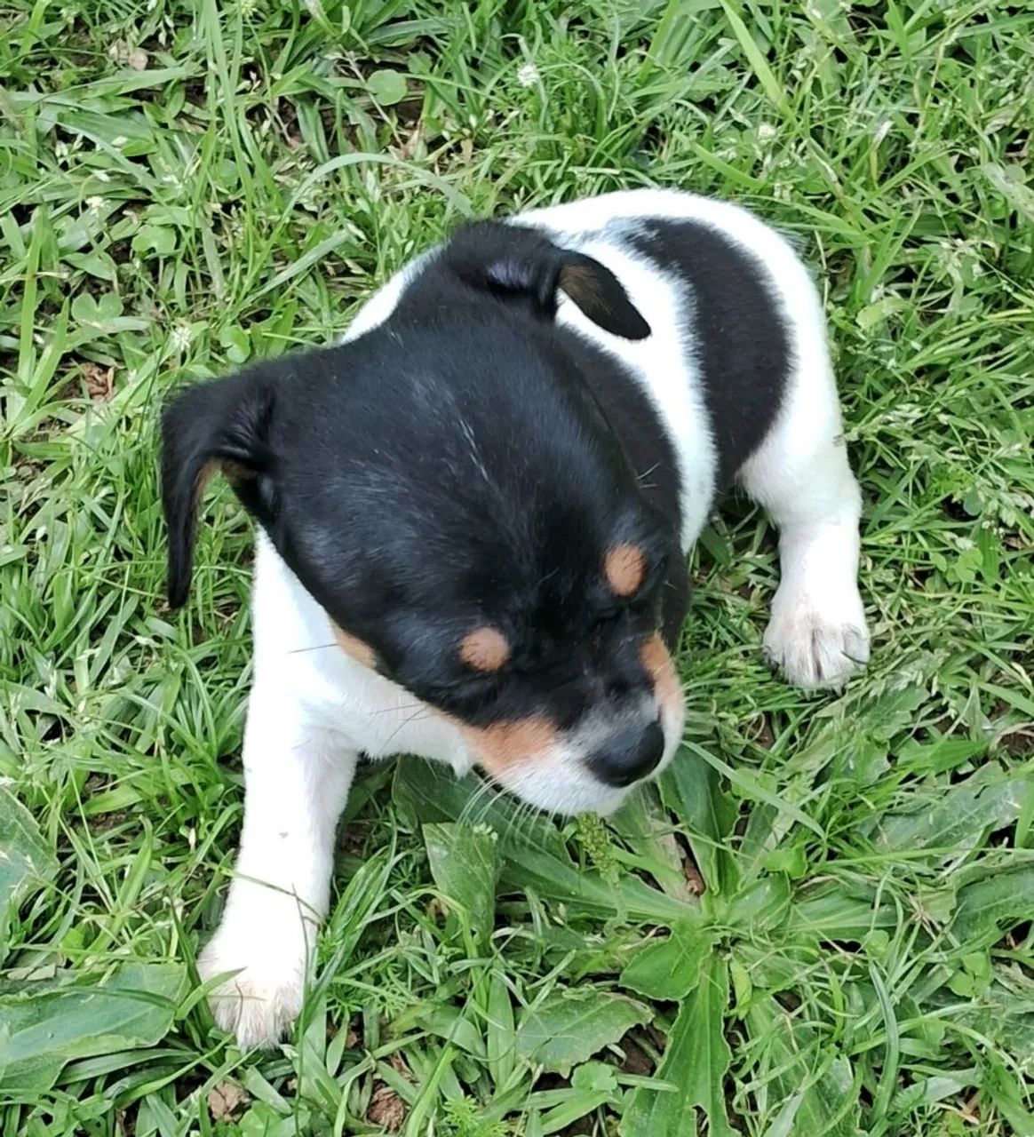 Animal de estimaçao  - Foto 2