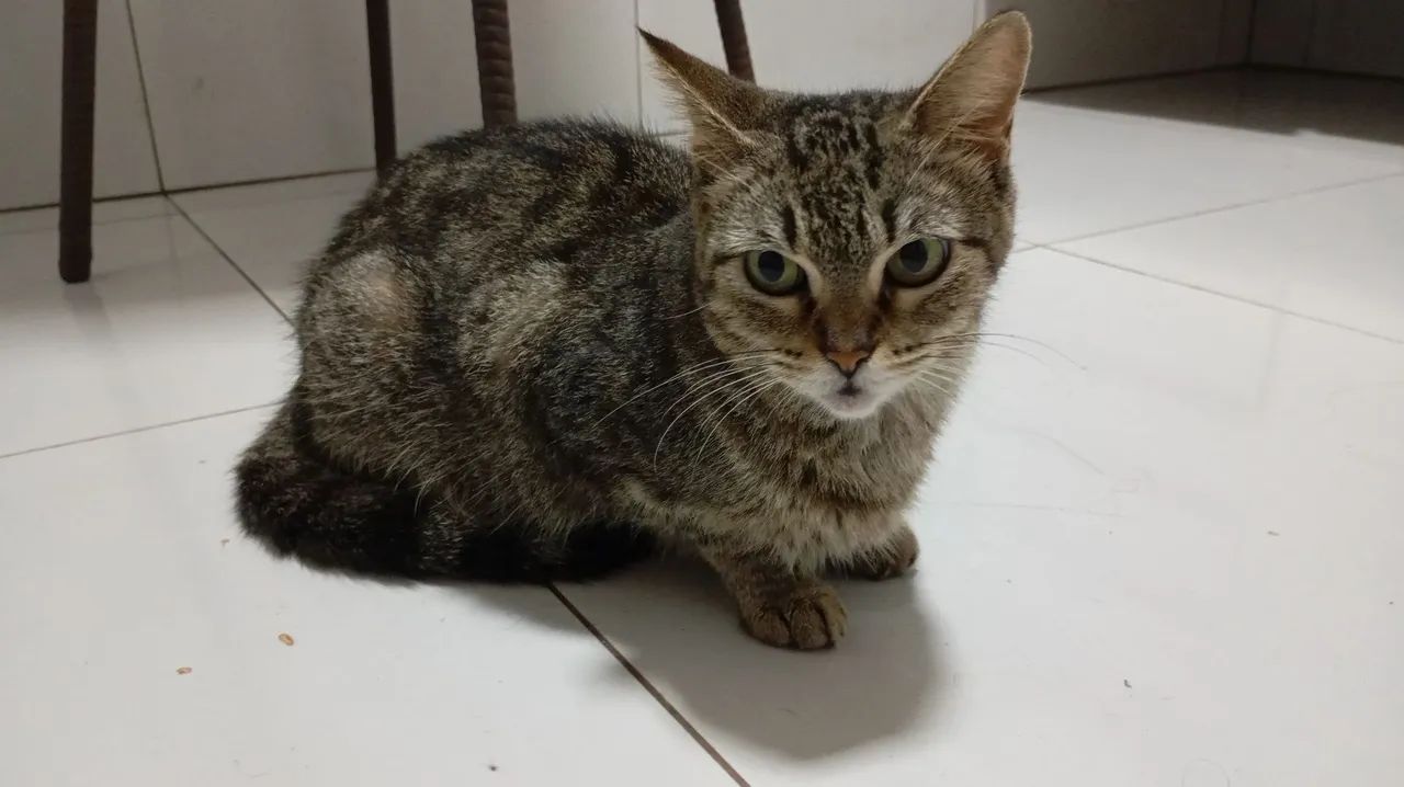 Doação de gata castrada - Foto 3