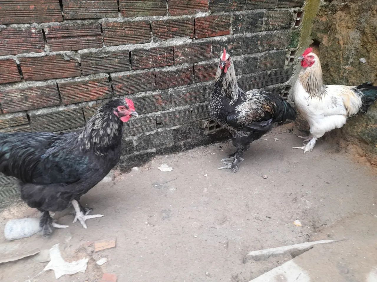 Galo brahma - Foto 3