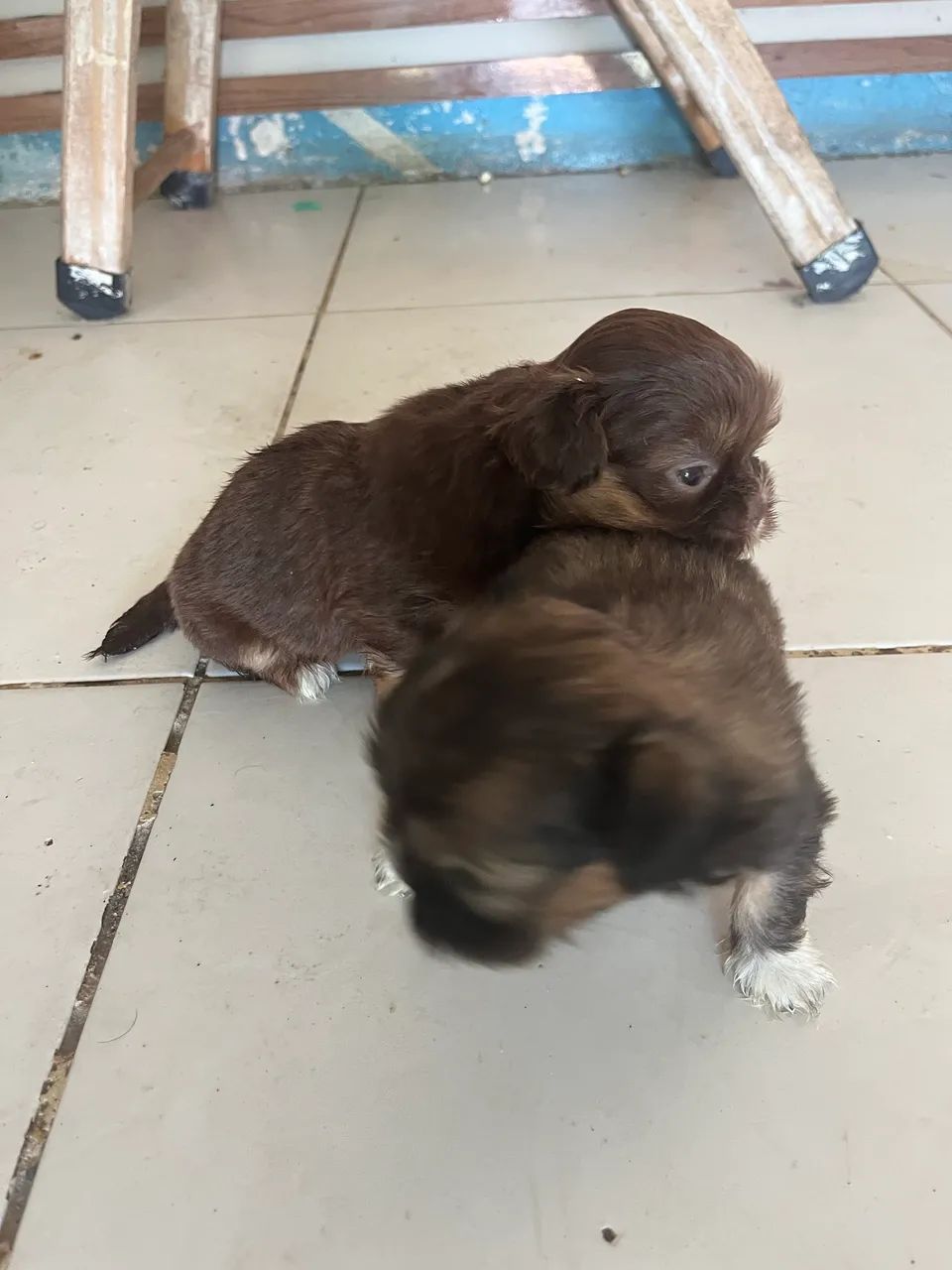 Cachorro shitzu  - Foto 2