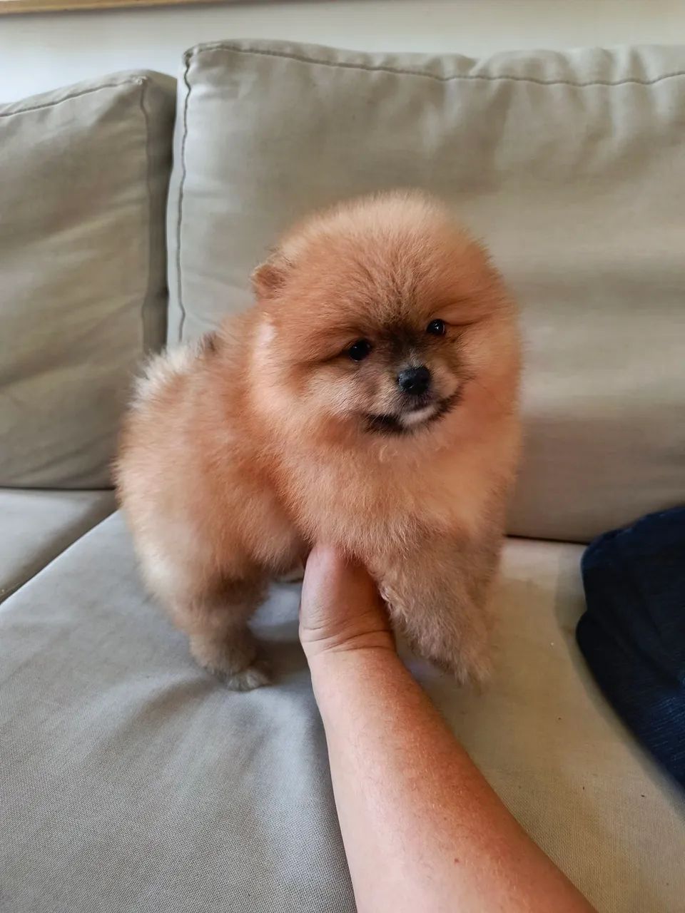 Spitz alemão macho - Foto 3
