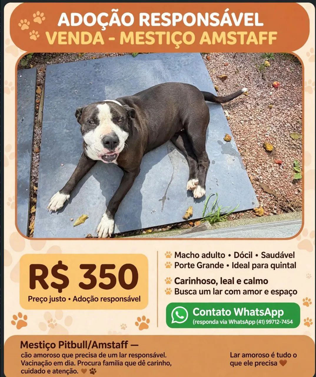 Cachorro mestiso 