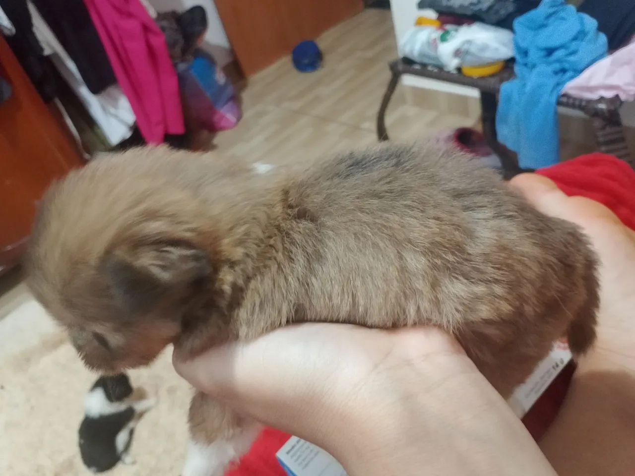  Cachorro chitz com  misturado  - Foto 2