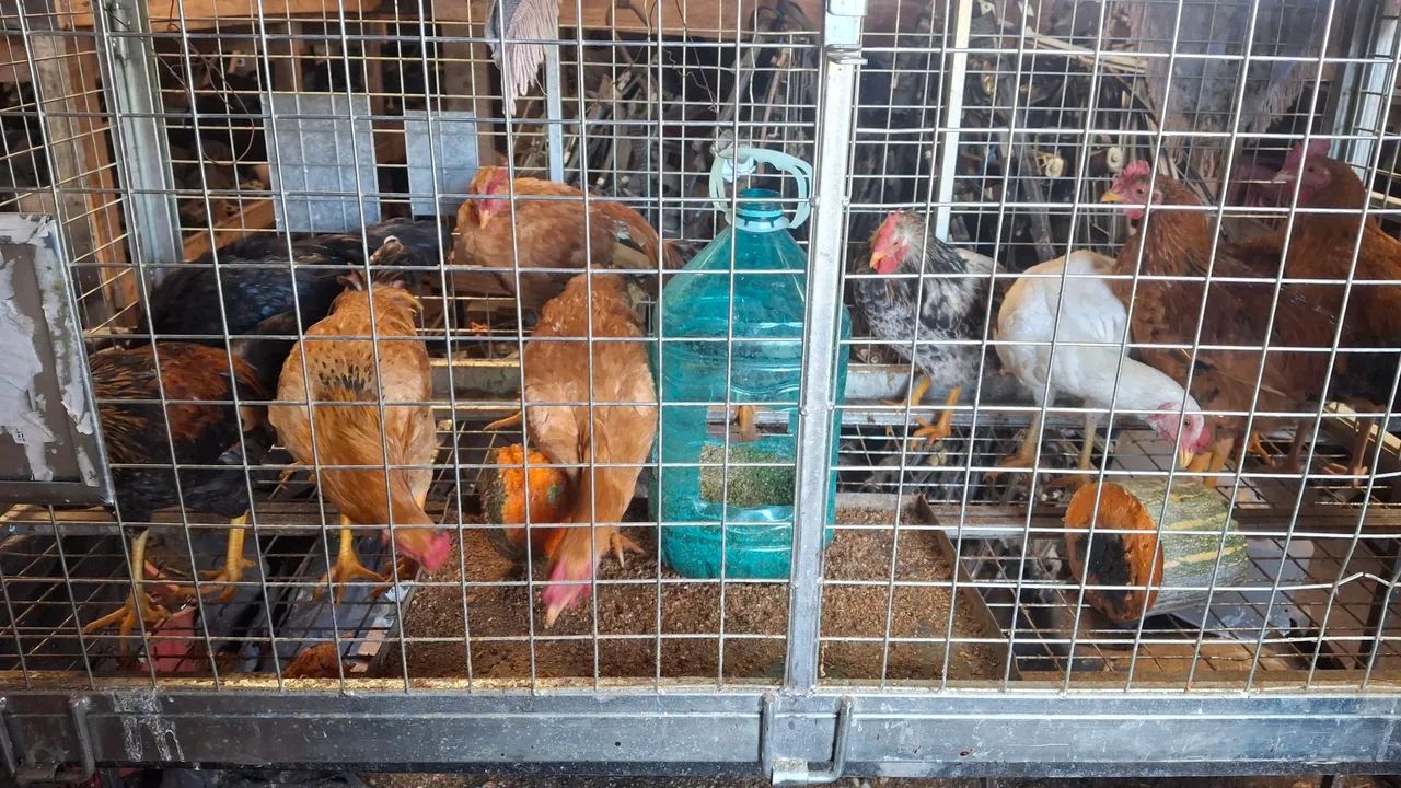 Frango caipira 50$ cada  - Foto 4